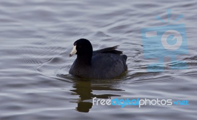 Beautiful Background With Amazing American Coot In The Lake Stock Photo