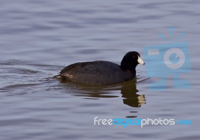 Beautiful Background With Funny Weird American Coot In The Lake Stock Photo