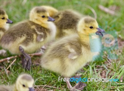 Beautiful Background With Several Cute Funny Chicks Of Canada Geese Stock Photo