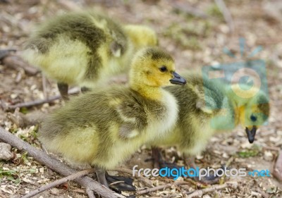 Beautiful Background With Several Cute Funny Chicks Of Canada Geese Stock Photo