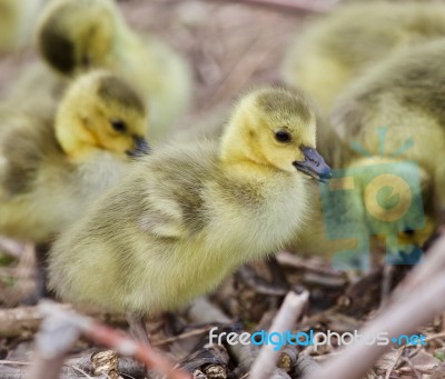 Beautiful Background With Several Cute Funny Chicks Of Canada Geese Stock Photo