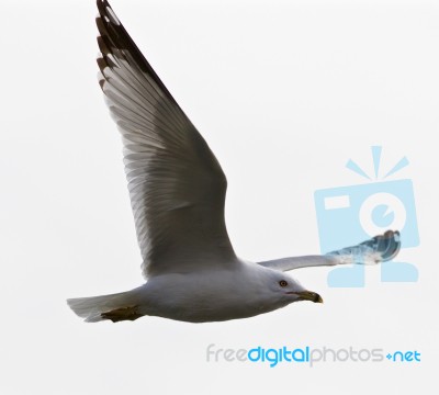 Beautiful Background With The Calm Gull In Flight Stock Photo