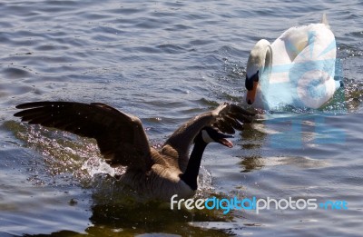 Beautiful Background With The Canada Goose Running Away From The Angry Mute Swan Stock Photo