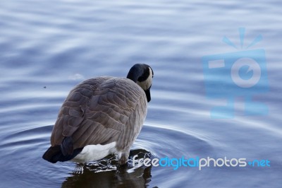 Beautiful Background With The Canada Goose Stepping Into The Water Stock Photo