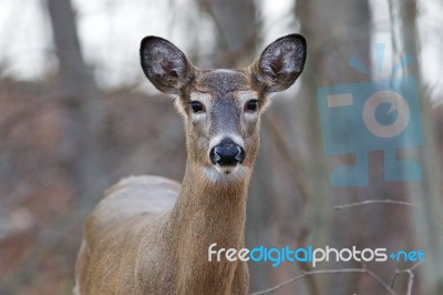 Beautiful Background With The Cute Deer Stock Photo