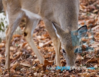 Beautiful Background With The Cute Deer Eating Something In The Forest Stock Photo