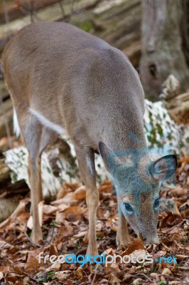 Beautiful Background With The Cute Deer Eating The Leaves In The Forest Stock Photo