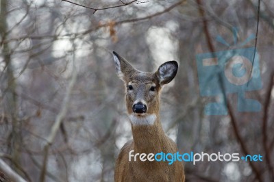 Beautiful Background With The Deer Stock Photo