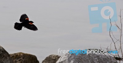 Beautiful Background With The Flying Blackbird, The Rocks And Water Stock Photo