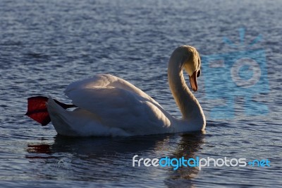 Beautiful Background With The Mute Swan Swimming On The Sunny Evening Stock Photo