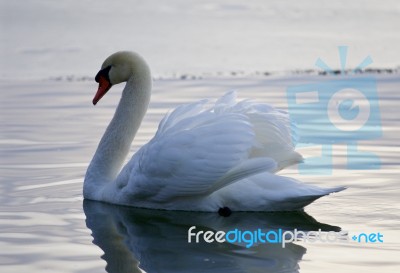 Beautiful Background With The Swan In The Lake Stock Photo