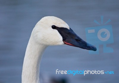 Beautiful Background With The Trumpeter Swans Stock Photo