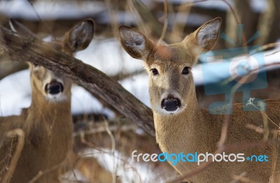 Beautiful Background With The Very Cute Wild Deers Stock Photo