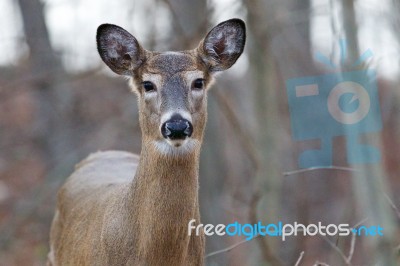 Beautiful Background With The Wild Beautiful Deer Stock Photo