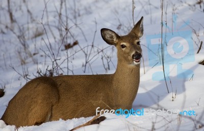 Beautiful Background With The Wild Deer On The Snow Showing The Tongue Stock Photo