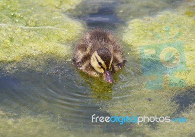 Beautiful Background With The Young Duck Stock Photo