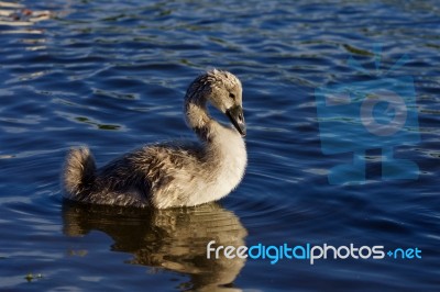 Beautiful Background With The Young Swan Stock Photo