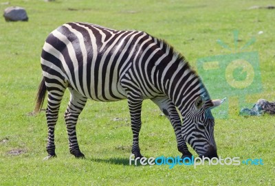 Beautiful Background With The Zebra On The Field Stock Photo