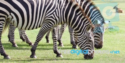 Beautiful Background With The Zebras Stock Photo