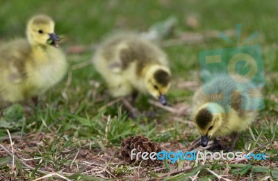 Beautiful Background With Three Chicks Of The Canada Geese Stock Photo