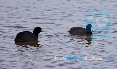 Beautiful Background With Two Amazing American Coots In The Lake… Stock Photo