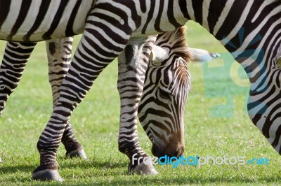 Beautiful Background With Two Zebras Stock Photo