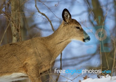 Beautiful Backgrouns With The Cute Wild Deer Stock Photo