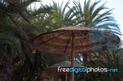 Beautiful Beach With Palm Trees Stock Photo