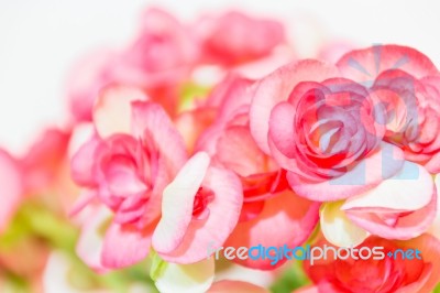 Beautiful Begonia Flower With Soft Focus Background Stock Photo