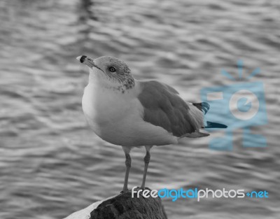 Beautiful Black And White Close-up Of A Gull Stock Photo