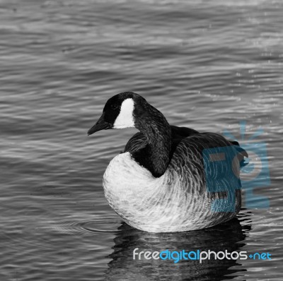 Beautiful Black And White Close-up Of The Canada Goose Stock Photo