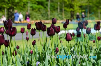 Beautiful Black Tulip Flowers In Keukenhof Garden Stock Photo