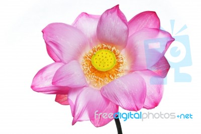 Beautiful Blooming Lotus Flower Isolated On White Background Stock Photo