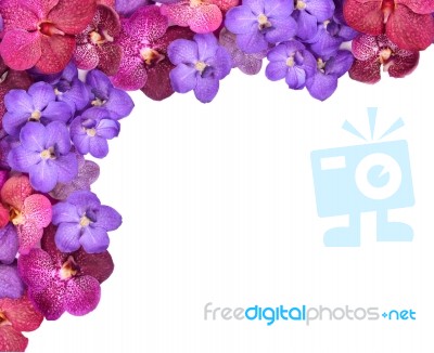 Beautiful Blooming Orchid Isolated Stock Photo