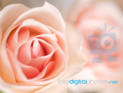 Beautiful Blooming Roses Stock Photo