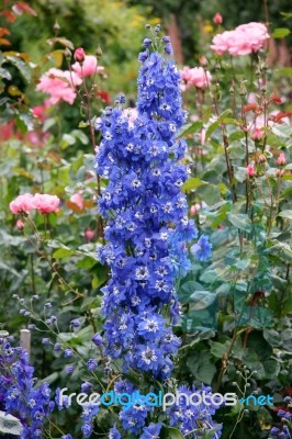 Beautiful Blue Delphiniums On Display At Butchart Gardens Stock Photo