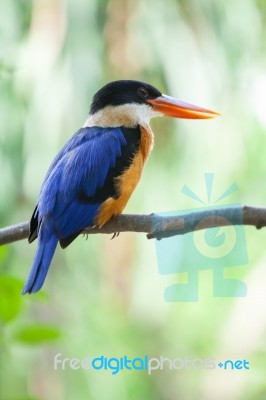 Beautiful Blue Kingfisher Bird Stock Photo