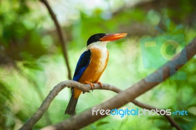 Beautiful Blue Kingfisher Bird Stock Photo