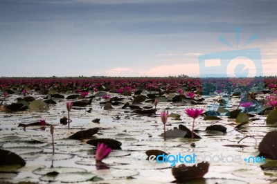 Beautiful Blue Sky Sunset At Lotus Lake Stock Photo