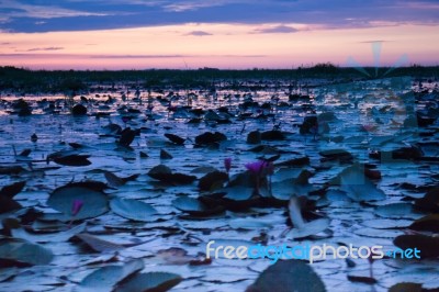 Beautiful Blue Sky Sunset At Lotus Lake Stock Photo