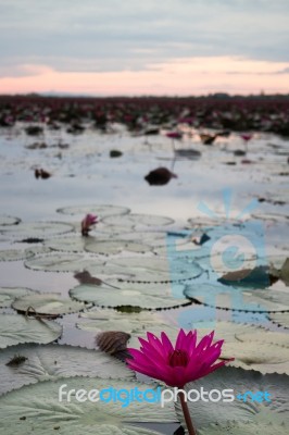 Beautiful Blue Sky Sunset At Lotus Lake Stock Photo