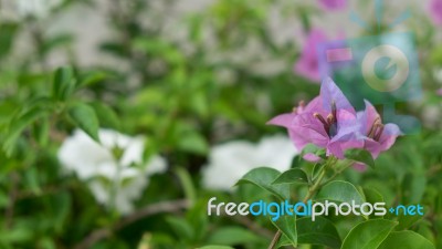 Beautiful Bougainvillea Flower Stock Photo