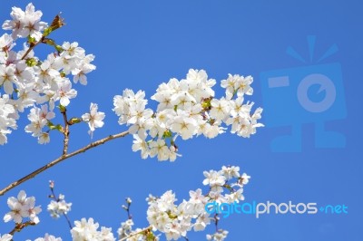 Beautiful Branch Of An Apple Tree With White Blossoms Stock Photo