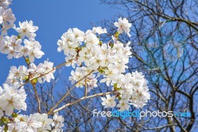 Beautiful Branch Of An Apple Tree With White Blossoms Stock Photo