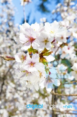 Beautiful Branch Of An Apple Tree With White Blossoms Stock Photo