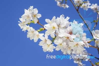 Beautiful Branch Of An Apple Tree With White Blossoms Stock Photo