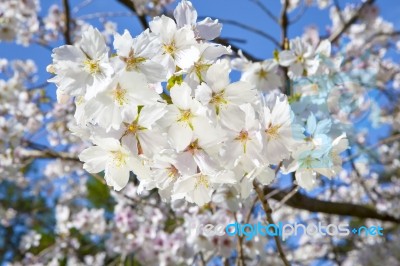 Beautiful Branch Of An Apple Tree With White Blossoms Stock Photo