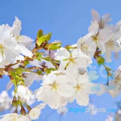 Beautiful Branch Of An Apple Tree With White Blossoms Stock Photo