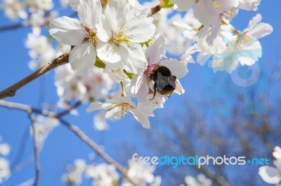 Beautiful Branch Of An Apple Tree With White Blossoms Stock Photo