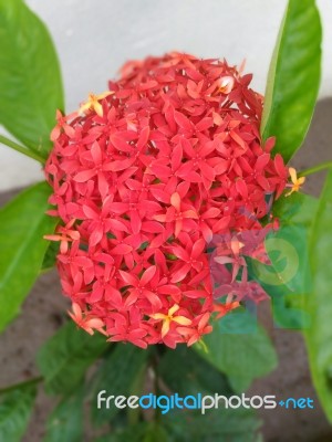 Beautiful Bunch Of Ixora Flowers Stock Photo